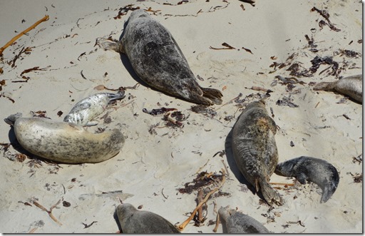 Seal pup feeding