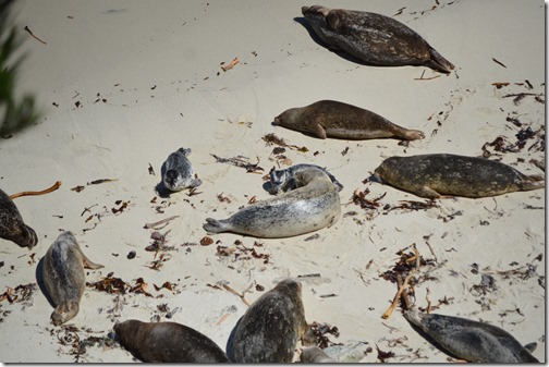 Seal pup wanderer-1