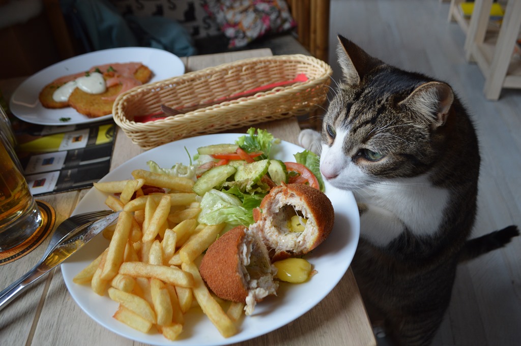 a cat looking at a plate of food