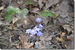 Vilnius wildflowers