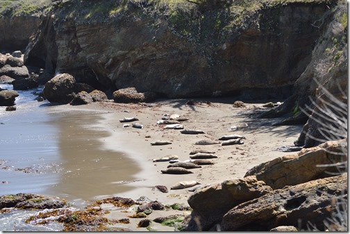 Whaler's Cove Seals