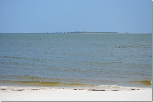 Carrabelle Beach dolphins