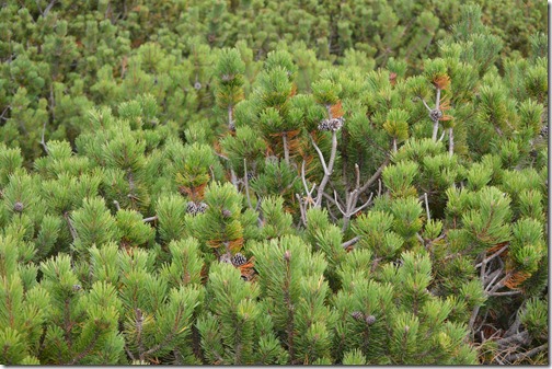 alpine shrubs