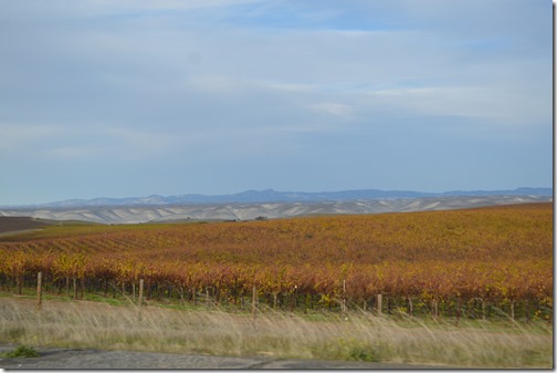 Monterey vines