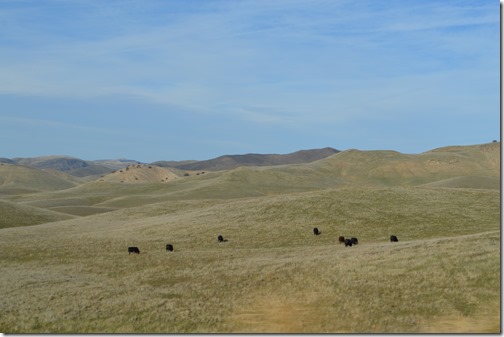 SLO cattle country