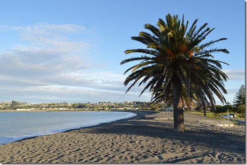 palm trees on a beach