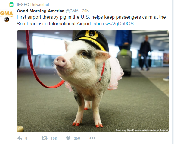 a pig wearing a hat and a leash