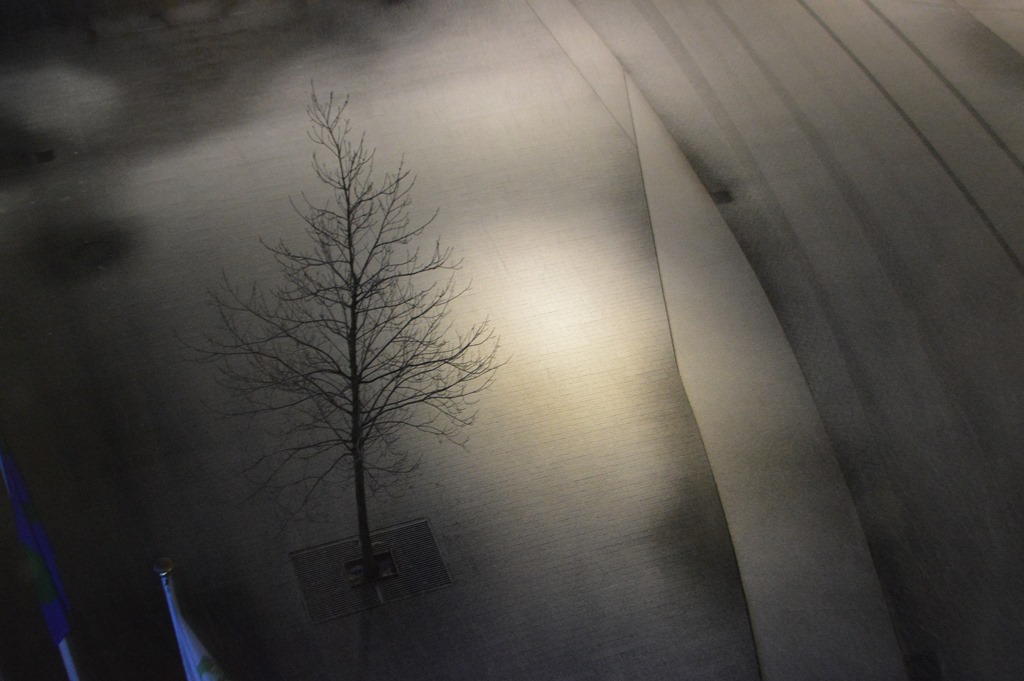 a tree on a road