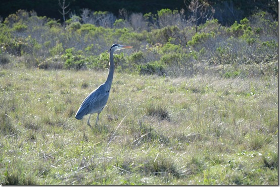 Blue heron