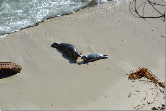 seals on a beach with waves crashing on the shore