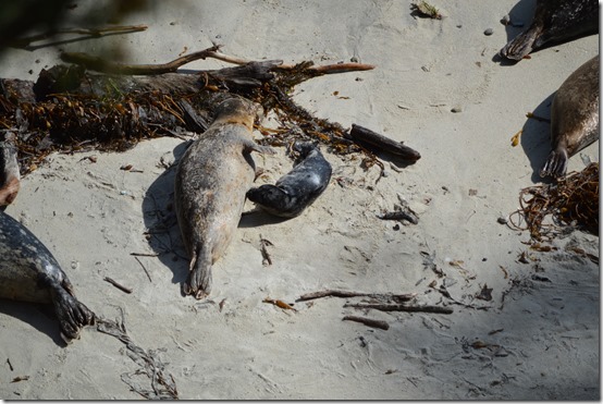 Seal pup feeding