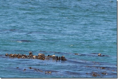 Otter raft close-up