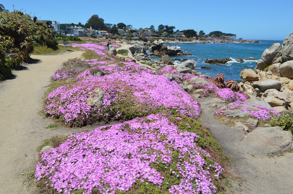 a path with purple flowers on the side of a beach