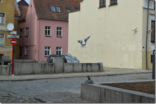 Klaipeda gull