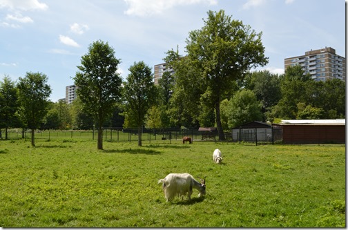 Rembrandtpark goats