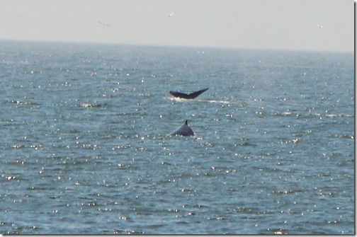 humpback whales