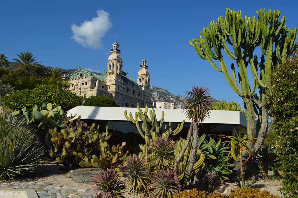 a cactus garden with a building in the background