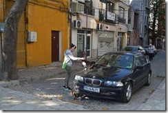 Plovdiv cats-1