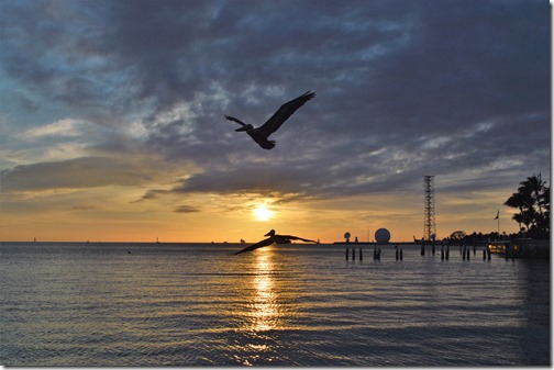 Key West pelican sunset