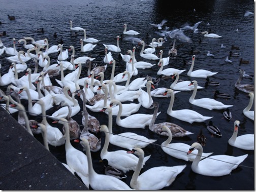 Prague swans