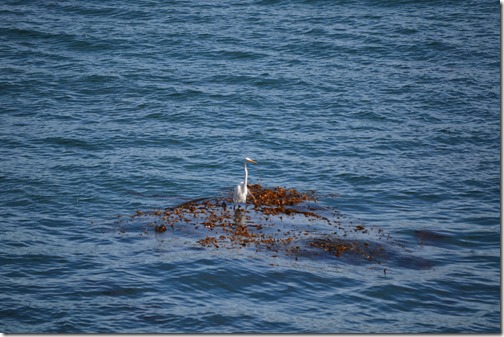 Great white egret