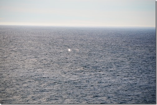 gray whale blow