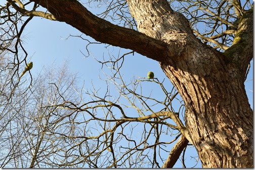parakeets Vondelpark