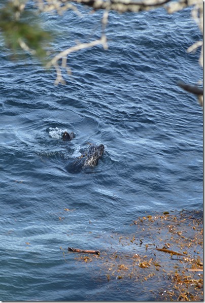 sea lions playing