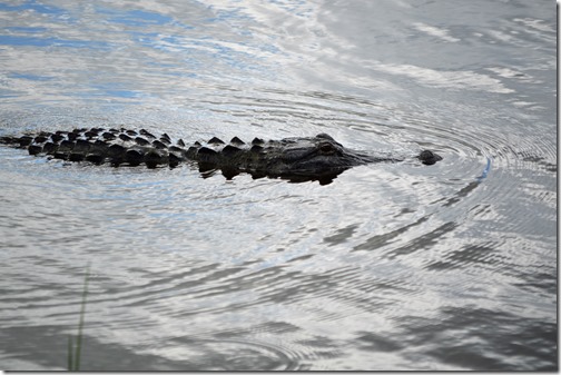 Alligator Lake Apopka
