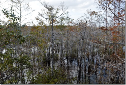 Everglades forest wetlands