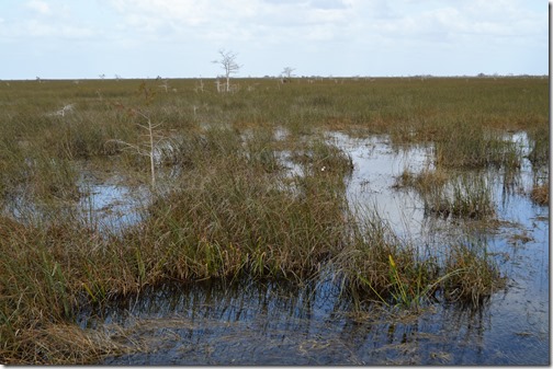 a swamp with water and grass