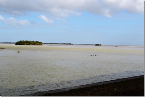 Flamingo view