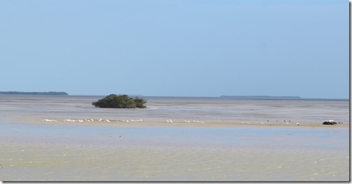 White Pelicans Everglades NP