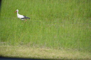 a bird walking in a field