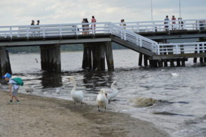 a group of swans on a beach