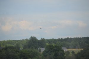 a bird flying over a forest