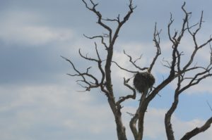 a bird nest in a tree