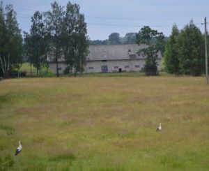 a man standing in a field with birds