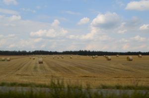 a field of hay bales