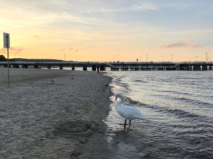 a bird standing on the beach