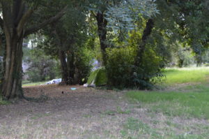 a grass field with trees and grass