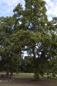 a group of people in a park