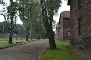 a path with trees and grass