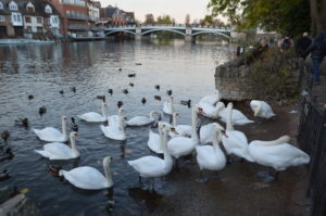 a group of white swans on a body of water