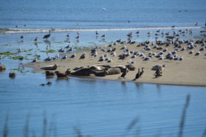 a group of seagulls on a beach