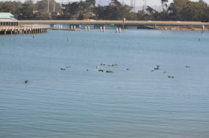 a group of ducks swimming in a body of water