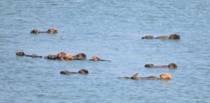 a group of hippos swimming in water