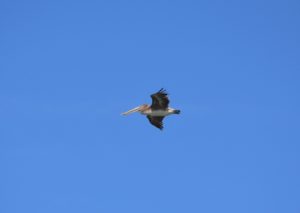 a bird flying in the sky