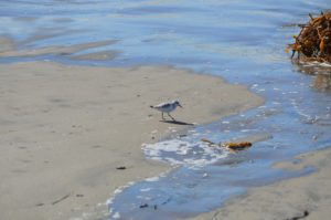 a bird on a beach
