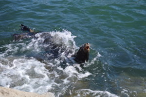 a sea lion swimming in the water
